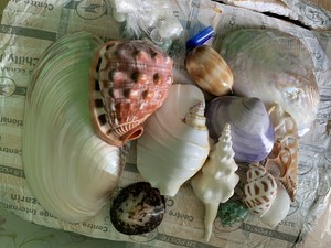 2025 conchas marinas naturales de Vietnam, conchas de cangrejo ermitaño pulidas para jardín, Fiesta en la playa, decoración y regalos de 99 Gold Data - Product Image 2