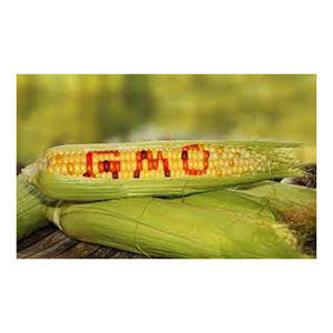 คุณภาพข้าวโพดเหลือง Gmo ขายส่ง ผู้ผลิตสูง ใหม่ วัสดุที่ดีที่สุด ด้วยอัตราราคาถูก - Product Image 1