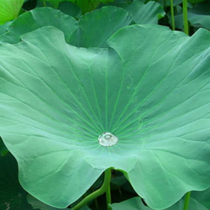 Feuilles de lotus fraîches de qualité supérieure pour l'emballage alimentaire naturel, provenant d'un fournisseur agricole vietnamien de confiance - Product Image 6