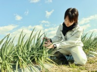 Oignon vert, poireau, feuille de piment coupés et tranchés de manière variée, surgelés IQF, légumes japonais d'origine de Kyoto, export, 18 mois de conservation