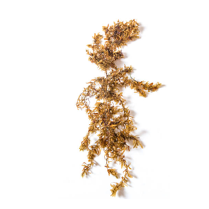 Algues marines séchées biologiques assaisonnées de haute qualité (laver) du Vietnam, prix bas, emballage en sac / Mme Lima - Product Image 1