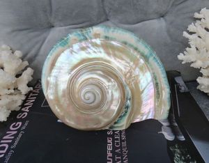 Turbo Marmoratus Premium Raro y Antiguo de Vietnam, Tono Verde Natural Brillante, Ideal para Decoración Costera - Product Image 6