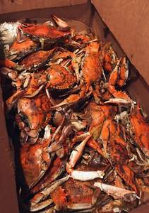 סרטני קינג רכים קפואים טריים מנורבגיה - Product Image 3