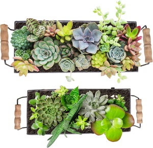 Nouvelle jardinière succulente en métal galvanisé avec manche en bois Comptoir Cactus Chaîne de perles Echeveria Jardinières - Product Image 5