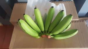 Vente en gros de banane Cavendish Bas quantité minimale de commande Prix bon marché Autocollant personnalisé Comme demandé Fesh Fruit Banane fraîche congelée - Product Image 2