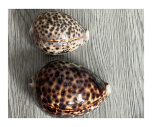 เป็นของขวัญสำหรับเป็นของขวัญหนังเสือธรรมชาติเปลือกลายเสือดาวทะเลสีดำ - Product Image 1