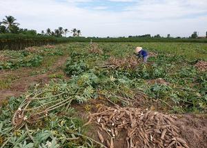 แป้งมันสำปะหลังเกรดพรีเมียม ขายส่งสำหรับอุตสาหกรรมแปรรูปอาหารและส่งออก คุณภาพสูง ความบริสุทธิ์สูง - Product Image 4