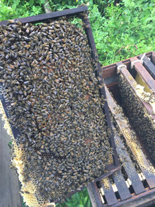 Miel pur en nid d'abeille brut naturel vietnamien pour la vente en gros et la consommation humaine - Product Image 4