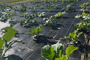 גן כיסוי קרקע מחצלת בד בד חממות בד בד חממות בד בד טופח אוכמניות אוכמניות - Product Image 3