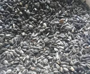 Graines de tournesol biologiques séchées mélangées de qualité supérieure à vendre - Product Image 6