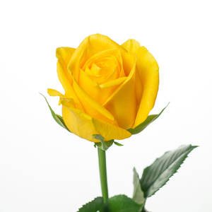 Basanti Amarillo - Product Image 1