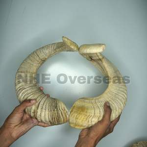 เขี้ยวแกะแบบพรีเมี่ยมสำหรับเคี้ยวของสุนัขรักษาแบบธรรมชาติที่ยาวนานรองรับฟันที่แข็งแรงเหงือกเพื่อสุขภาพและสัตว์เลี้ยงที่ตื่นตัว - Product Image 6