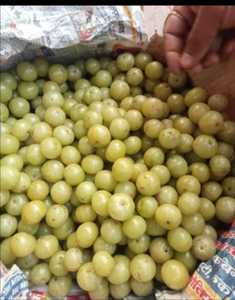 ผง Amla (มะยมอินเดีย) | ส่วนผสมเหนือธรรมชาติจากธรรมชาติ | ขายส่ง - Product Image 1