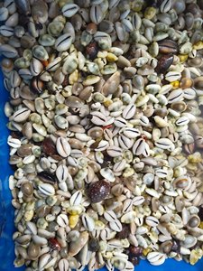 เปลือกหอยหอยทากเปลือกหอยเปลือกหอยเปลือกหอยเปลือกหอยเปลือกหอยเปลือกหอยเปลือกหอยเปลือกหอยเปลือกหอยเปลือกหอยเปลือกหอยเปลือกหอยธรรมชาติ100% เวียดนามราคาถูกสำหรับเครื่องประดับและเครื่องประดับ - Product Image 5