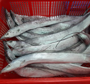 Fresh Frozen Whole Fresh Ribbon Fish Mejor precio al por mayor Entrega rápida En stock para la venta - Product Image 3