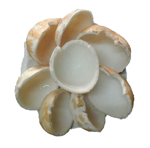 เนื้อมะพร้าวแช่แข็งแบบผลิตจากเวียดนาม - Product Image 1