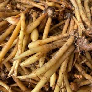 Ingrédient naturel de racine de Krachai pour la transformation alimentaire, les restaurants et la production de sauces - Product Image 6