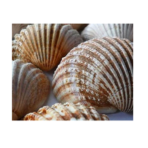 Tasse à calebasse pour vin et spiritueux Boissons de plage artisanales fabriquées à partir de coquillages océaniques naturels authentiques - Product Image 3