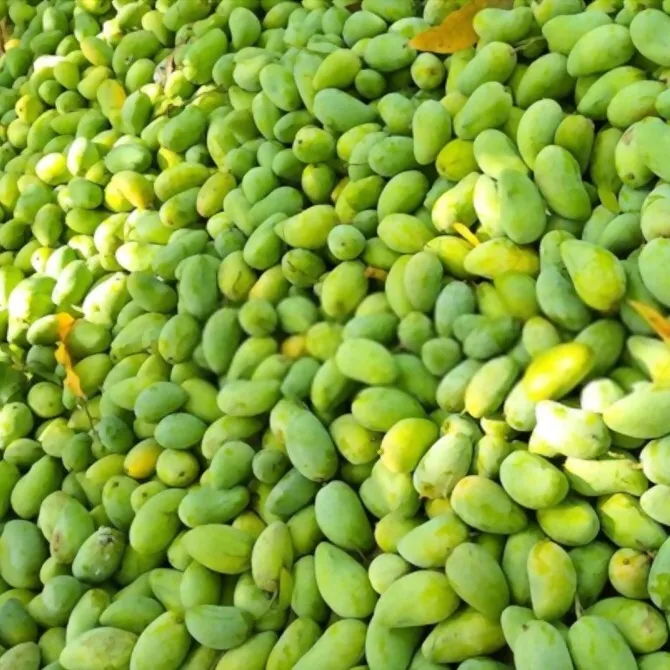 Premium Fresh Mango For Export | Vietnam's Fruit / Green & Yellow Mango