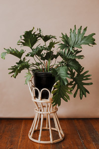 ชั้นวางต้นไม้อุปกรณ์ทำสวน,ที่ปลูกดอกไม้หวายอุปกรณ์ทำสวนอื่นๆ - Product Image 6