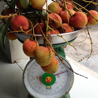 Premium Export Verse Lychee Met Hoofdgewas Bevroren Lychee Verse Lychee