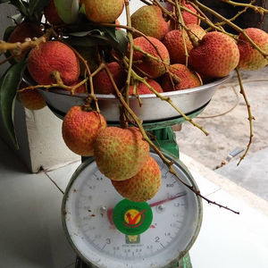 ลิ้นจี่สดผสมลิ้นจี่แช่แข็ง - Product Image 2