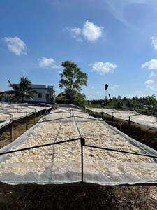 Prix bon marché des écailles de poisson séchées Barramundi/écailles de poisson cru/écailles de poisson prêtes pour l'exportation Mme Lily - Product Image 4
