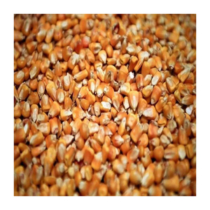 ราคาขายส่งข้าวโพดเหลืองแห้ง/เมล็ดข้าวโพดจำนวนมาก - Product Image 5