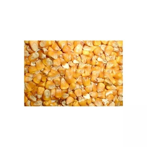 Maíz amarillo brasileño OMG glutinoso de grado 2 seco apto para consumo humano y origen de alimentación animal - Product Image 1