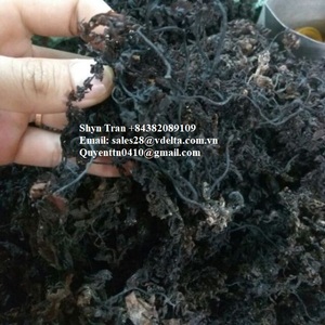 Offres Spéciales extraits d'algues de sargasses biologiques prix bon marché algues séchées pour l'alimentation animale Shyn Tran + 84382089109 - Product Image 3