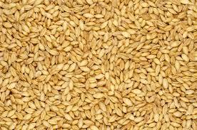 Semillas de Cebada Natural, Granos de Avena para Alimentación Animal, Repostería y Procesamiento de Alimentos en Venta - Product Image 6