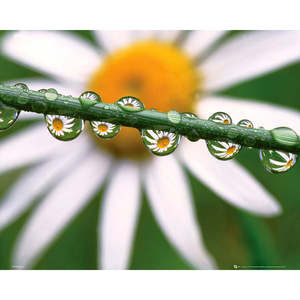 Affiche murale moderne Daisy with Dew - Product Image 1