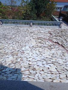 Vente en gros de coquillages bruts naturels, os de seiche, coquillages, style animal, pièce entière, décoration cadeau - Product Image 5