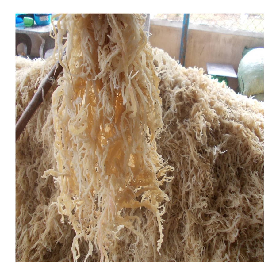 Dried Seamoss Without Branches With Salt Cleaned High Quality Seaweed Export From Vietnam