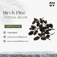 Bunga Kering Kosmik Berkualitas Tinggi Grosir Organik Birch Pine untuk Wisuda, Halloween, Hari Ibu, Pernikahan, Hari Valentine