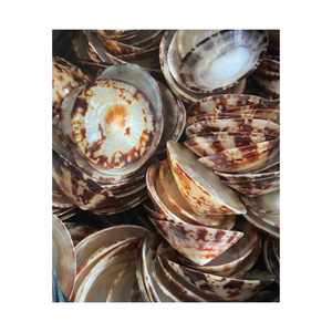 Concha de Caracol de Lapa de gran tamaño vietnamita, Tamaño 7-9cm, disponible en stock, lapas pulidas, Concha artesanal para Festiva - Product Image 6