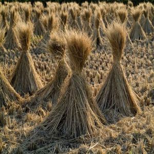 Exportations de riz brisé : une matière première stratégique dans le commerce agricole mondial - Product Image 6