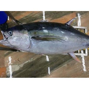 Thon congelé sauvage pêché, goût frais et longue durée de conservation pour les acheteurs internationaux - Product Image 6