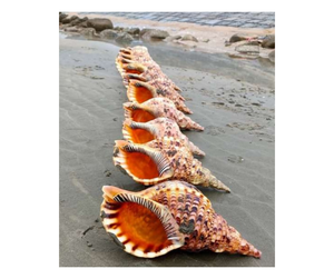 Vietnam Triton Shell Bulk Export, Craft-Ready Large Triton Shell, Pulido Amonite Trumpet Seashell Clean para el envío - Product Image 2
