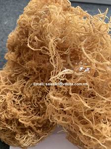 Mousses marines brutes biologiques, mousses marines sauvages, fabriquées au Vietnam/ Haute qualité et meilleur prix, mousses marines séchées/ Mme Lima - Product Image 3