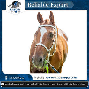 Bride PVC de cheval en cuir durable et élégant à la mode disponible à la taille personnalisée - Product Image 2