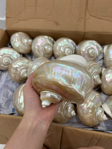 Green Turbo Pearl Shell Craft Decoración Estilo náutico Animal Pulido Seashell Regalo Recuerdo hecho a mano para los amantes del océano - Product Image 6