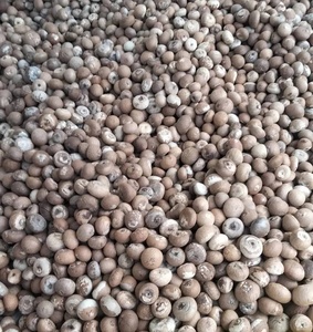 Betel Nuts Best Selling Export Quality 90-95% Grade Roasted Well Dried <strong>Thailand</strong>/Indonesia Wholesale Gunny Sack 3 Year Shelf Life - Product Image 5