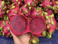 Buah Naga Merah Laris Manis Pitaya Buah Tropis Dari Peternakan Vietnam Siap Ekspor ke Uni Eropa, Australia, AS