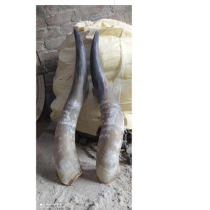 Paire de cornes de buffle élégantes, meilleurs cadeaux, couleur naturelle avec corne brute à vendre, prix bas, prix raisonnable - Product Image 2