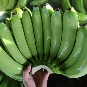 Bananes fraîches Cavendish G9 pour les grossistes du Moyen-Orient, meilleur prix, utilisant des fruits tropicaux du Vietnam par 99 Gold Data - Product Image 1