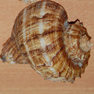 คอลเลกชันขนาดเล็กเครื่องประดับอินโดนีเซียขัดเงาเปลือกหอยธรรมชาติขนาด6-8ซม. - Product Image 2