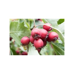 ฮอว์ธอร์นอบแห้งผลไม้ทั้งหลุมสำหรับชาและขนมขบเคี้ยว - Product Image 1