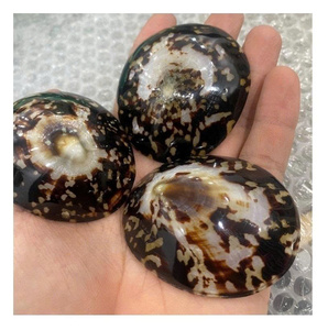 Concha de Lapa auténtica surtida en formas únicas, perfecta para decoración del hogar, diseño artístico y accesorios para hacer joyas - Product Image 1