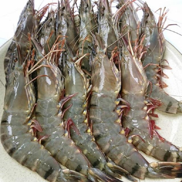 Crevettes fraîches glacées Vannamei à vendre